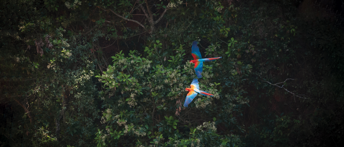 Parrot-banner