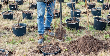 Man holding a spade surrounded by trees in pots