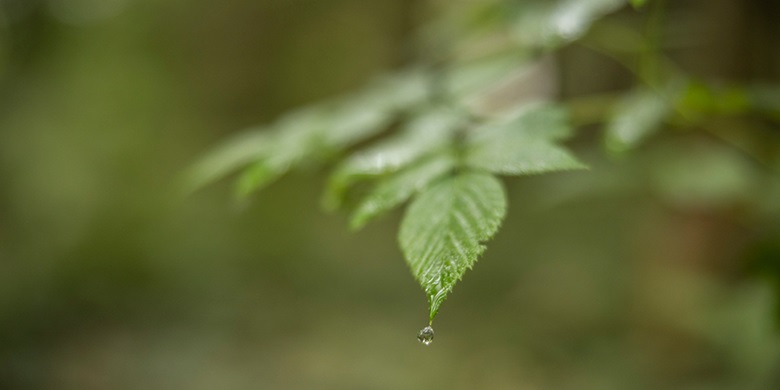 Close-up of a leaf with a drop of water falling off it